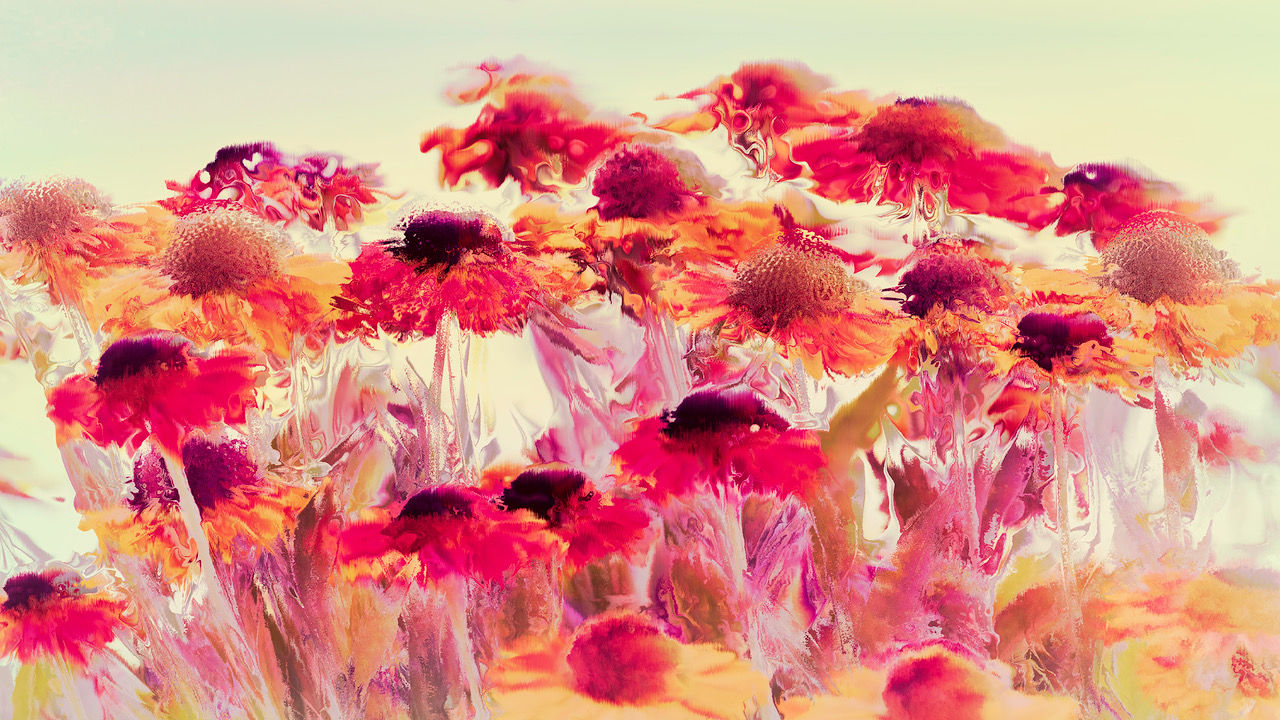 TRG DaisiesInAbstract2500x1400.jpeg